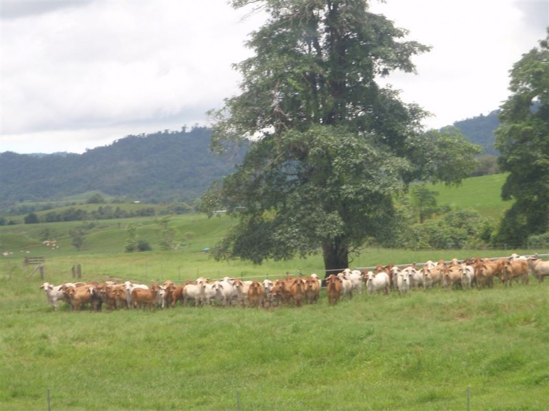 # Mena Creek Road, Mena Creek QLD 4871