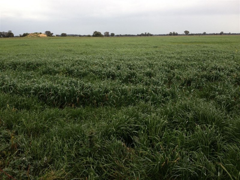 3756 Murray Valley Highway, Rutherglen VIC 3685