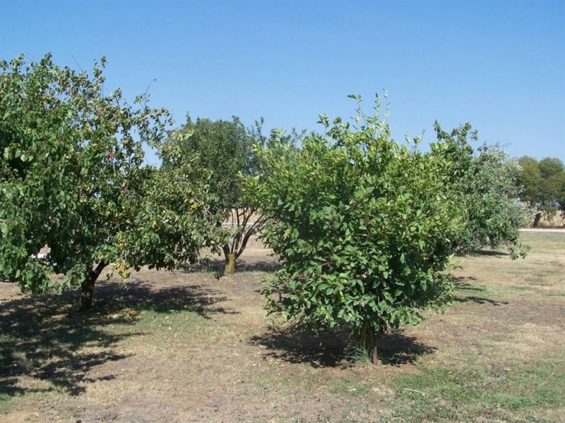 3756 Murray Valley Highway, Rutherglen VIC 3685