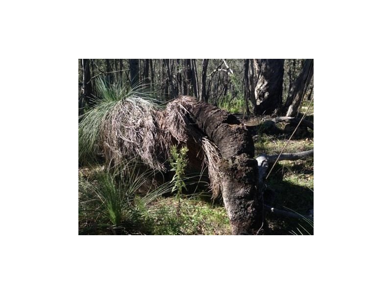 Lot 16a Chicks Track, Burrowye VIC 3709