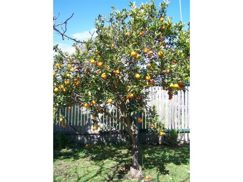 78 Skerry Street, Chiltern VIC 3683