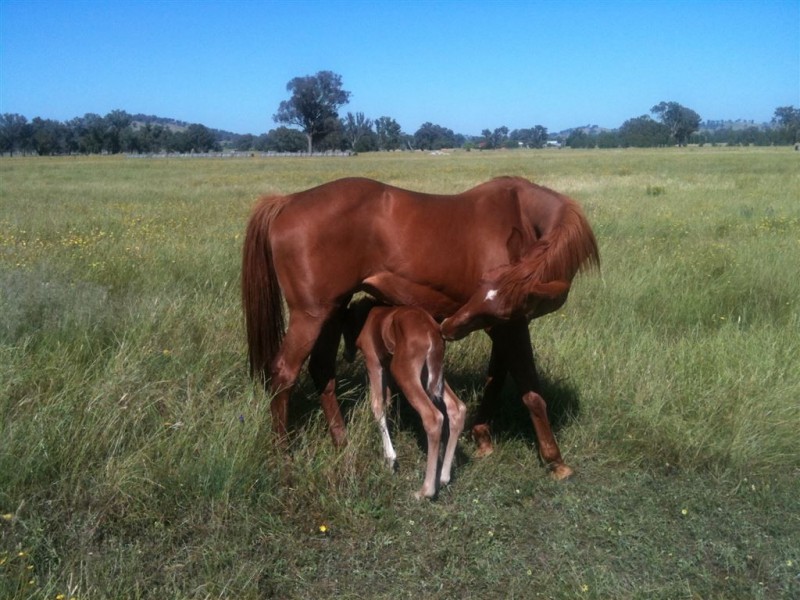 Lot 124 Hawthorn road, Jindera NSW 2642