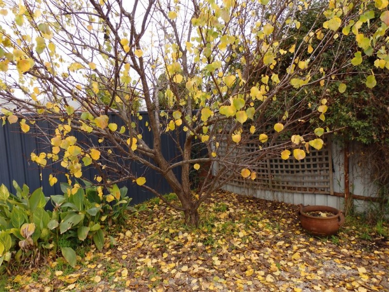 292 Beechworth Road, Wodonga VIC 3690