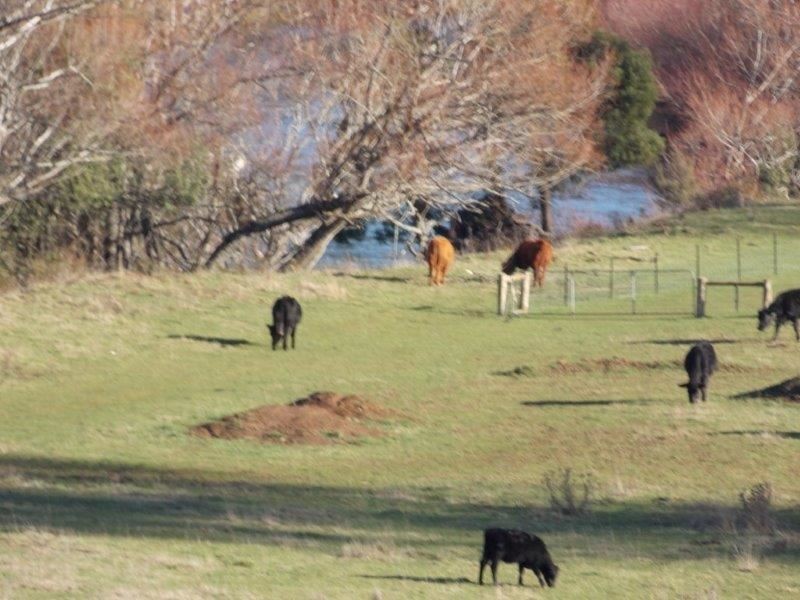 Lot 1 Lowana Road, Gunns Plains TAS 7315