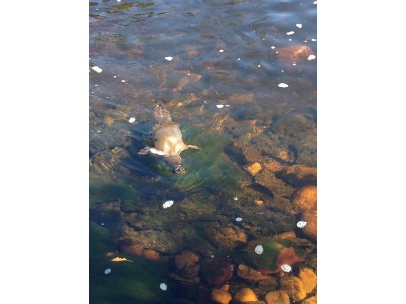 Lot 1 Lowana Road, Gunns Plains TAS 7315