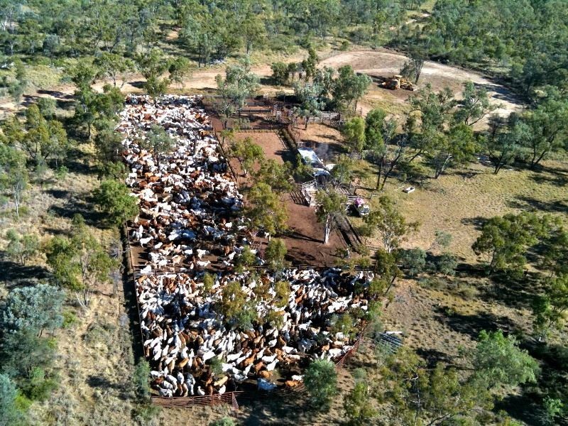 . Natal  Downs Aggregation, Charters Towers QLD 4820