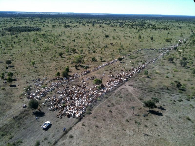 . Natal  Downs Aggregation, Charters Towers QLD 4820