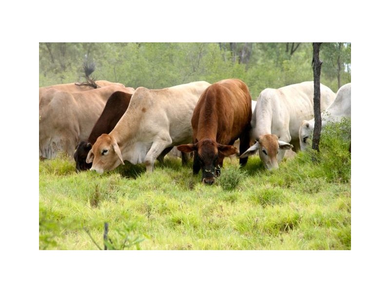 . Natal  Downs Aggregation, Charters Towers QLD 4820