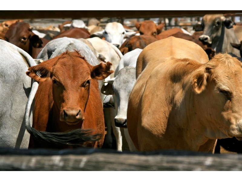 . Natal  Downs Aggregation, Charters Towers QLD 4820