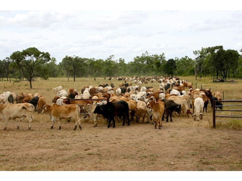 . Natal  Downs Aggregation, Charters Towers QLD 4820