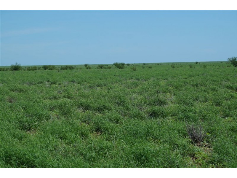 . CORKWOOD, Richmond QLD 4822