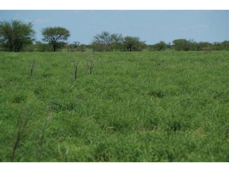 . CORKWOOD, Richmond QLD 4822