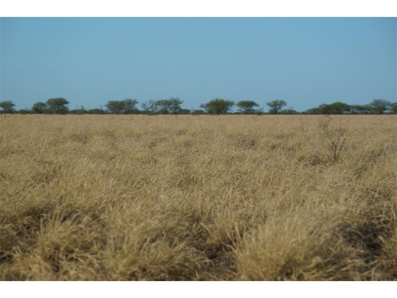 . CORKWOOD, Richmond QLD 4822