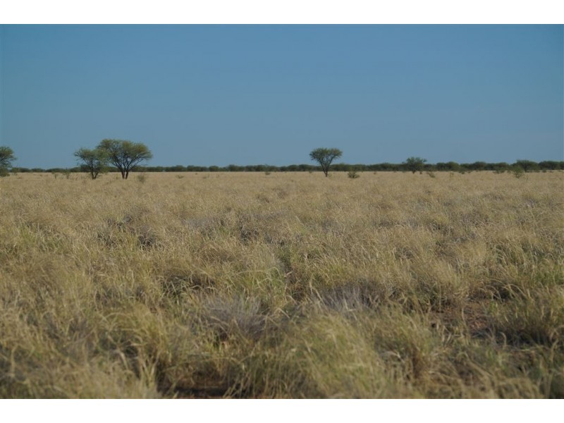 . CORKWOOD, Richmond QLD 4822