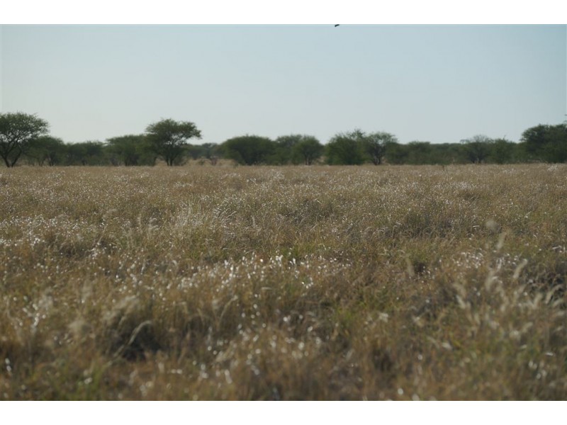 . CORKWOOD, Richmond QLD 4822