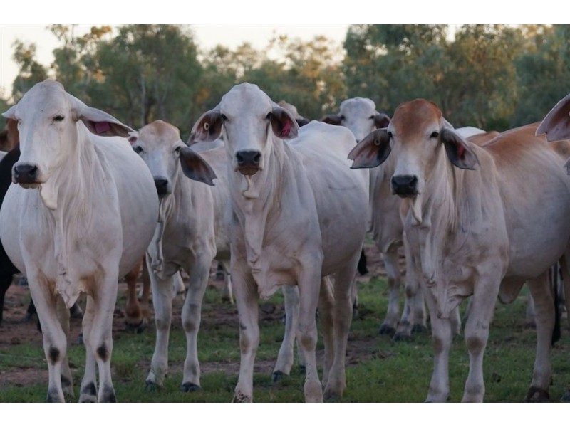. “Claraville”, Richmond QLD 4822
