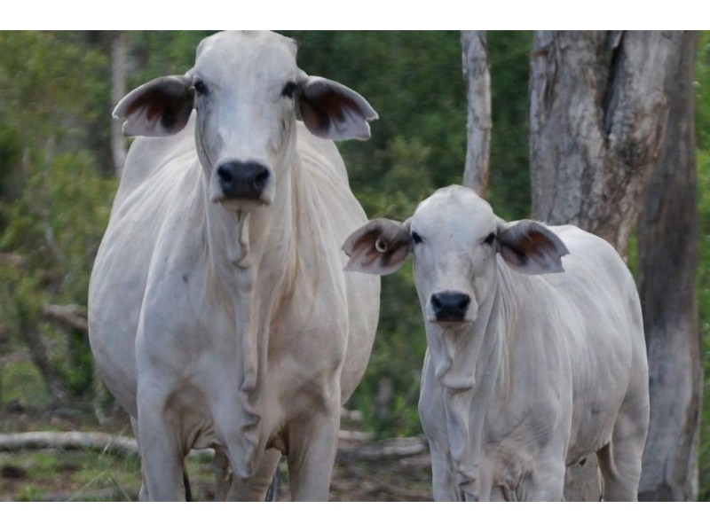 . “Claraville”, Richmond QLD 4822