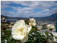 6 Natlee Crescent, Old Beach TAS 7017