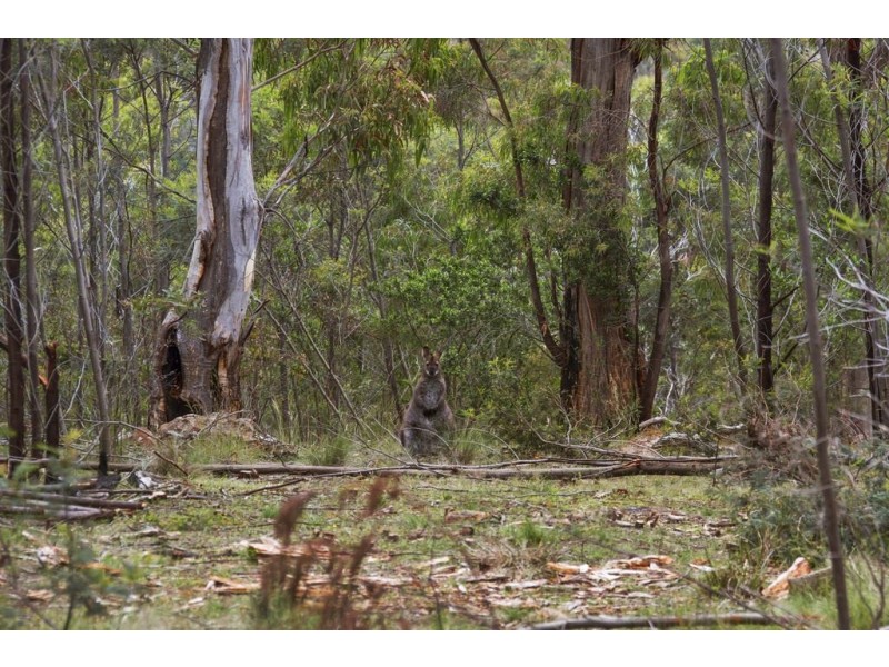 18b Florelyn Terrace, Geilston Bay TAS 7015