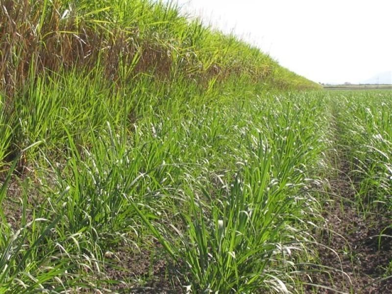 L58 Day Rd, Barratta QLD 4809