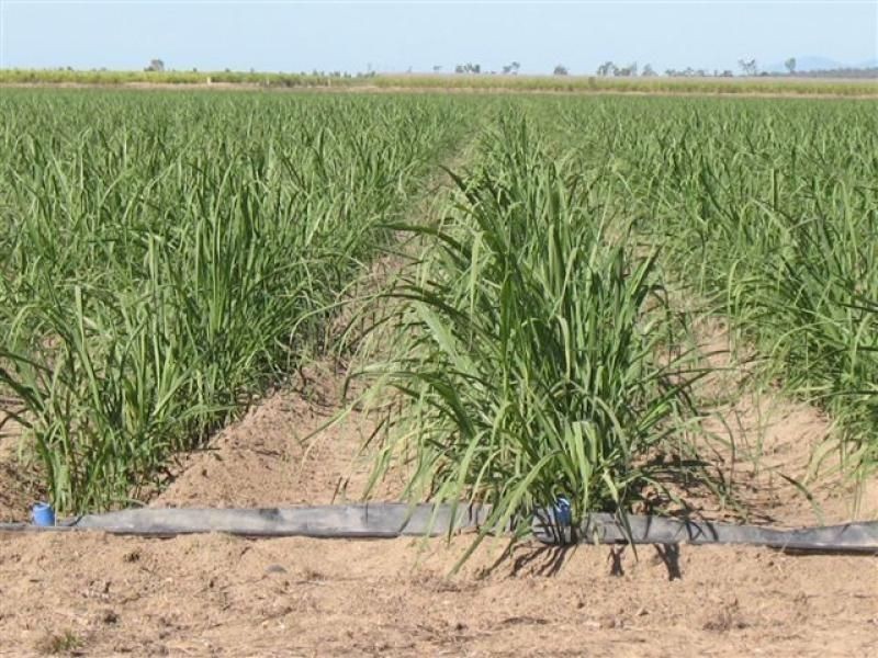 L58 Day Rd, Barratta QLD 4809