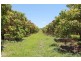 6 Etna Rd, Mount Kelly QLD 4807