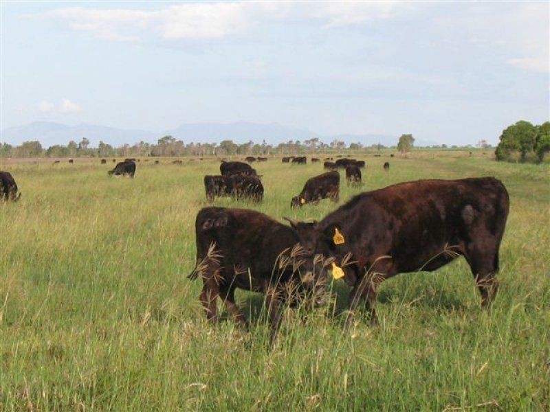 67 Seaforth Rd, Jarvisfield, Ayr QLD 4807