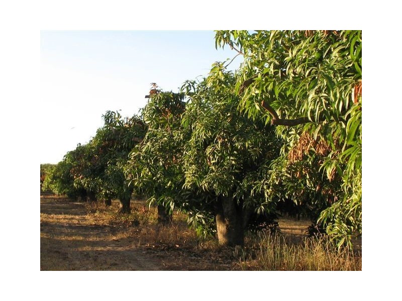 . Drynie Road, Brandon QLD 4808