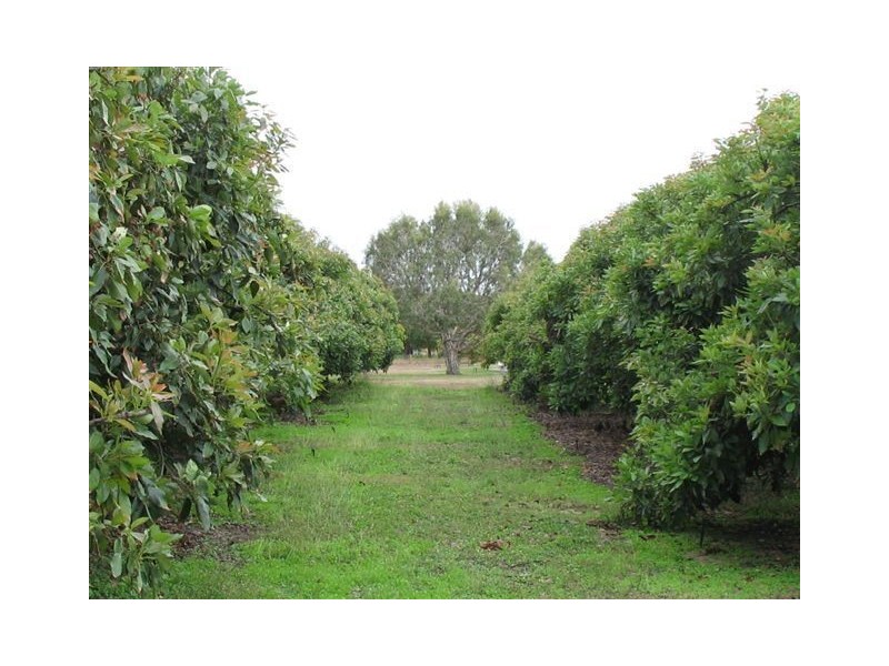 . Drynie Road, Brandon QLD 4808