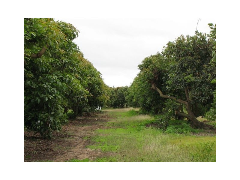 . Drynie Road, Brandon QLD 4808