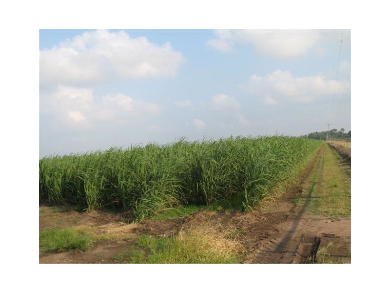 . Haughton, Giru QLD 4809