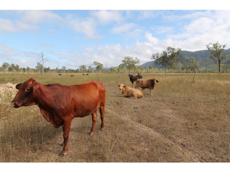 Lot 1 Ryans Road, Calcium, Woodstock QLD 4816