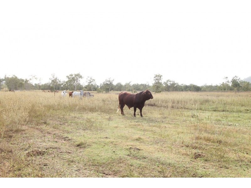 Lot 1 Ryans Road, Calcium, Woodstock QLD 4816