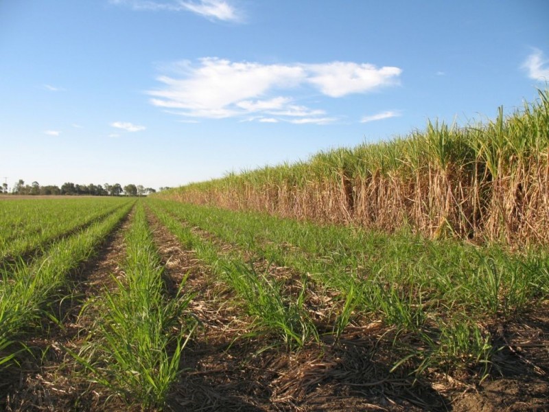 596 Mulgrave Road, Clare, Ayr QLD 4807