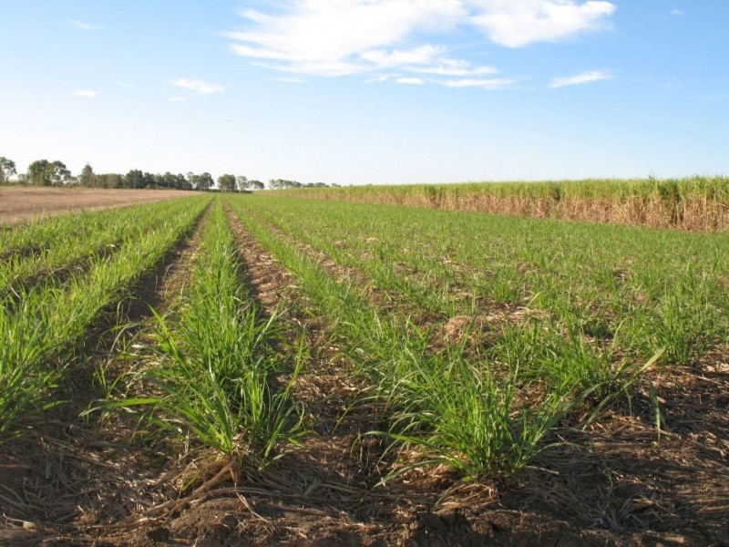 596 Mulgrave Road, Clare, Ayr QLD 4807