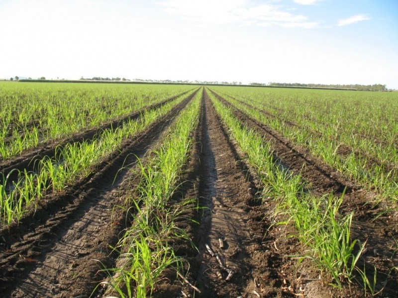 596 Mulgrave Road, Clare, Ayr QLD 4807