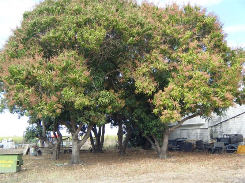 175-177 Drysdale Street, Brandon QLD 4808