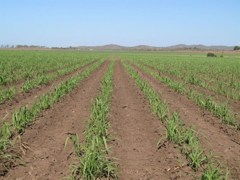 15 Piva Road, Kirknie, Home Hill QLD 4806