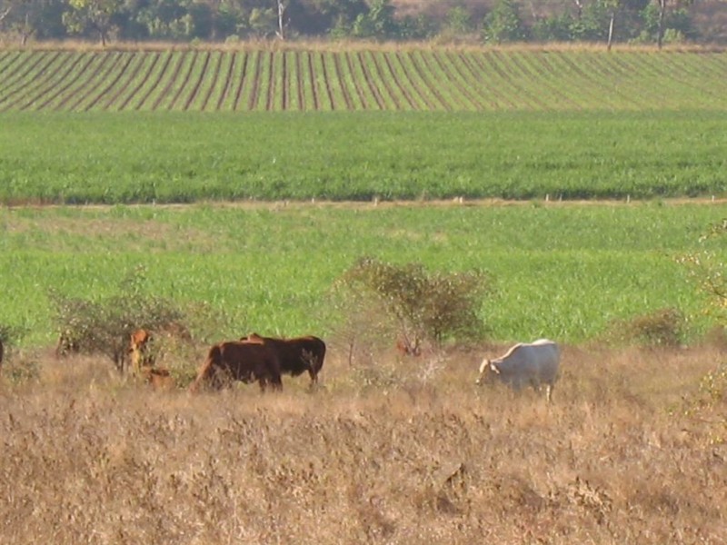 15 Piva Road, Kirknie, Home Hill QLD 4806