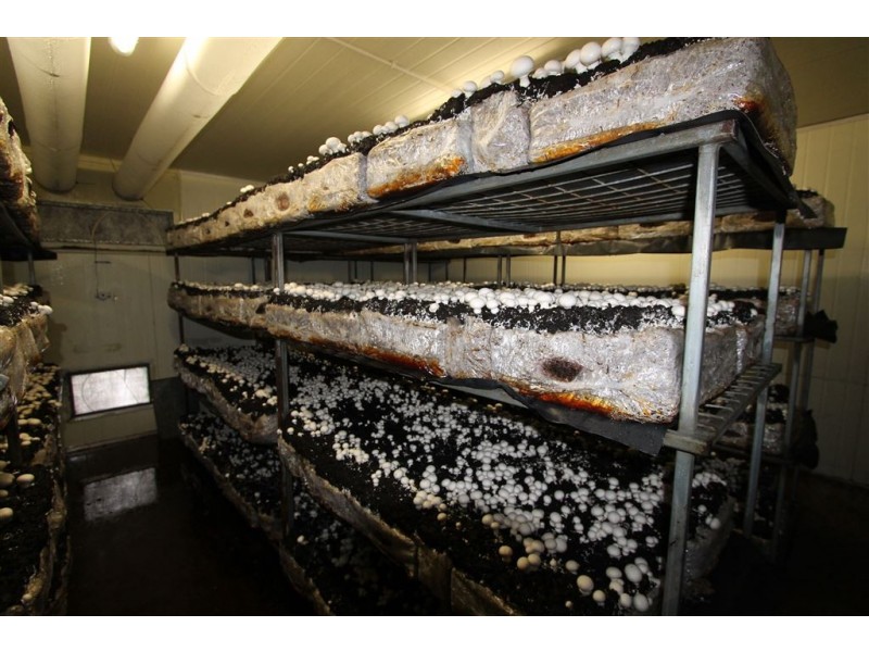 2 Brady Road, Oak Valley QLD 4811