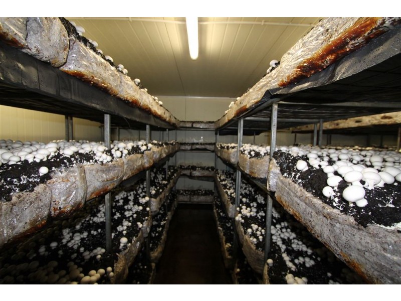 2 Brady Road, Oak Valley QLD 4811