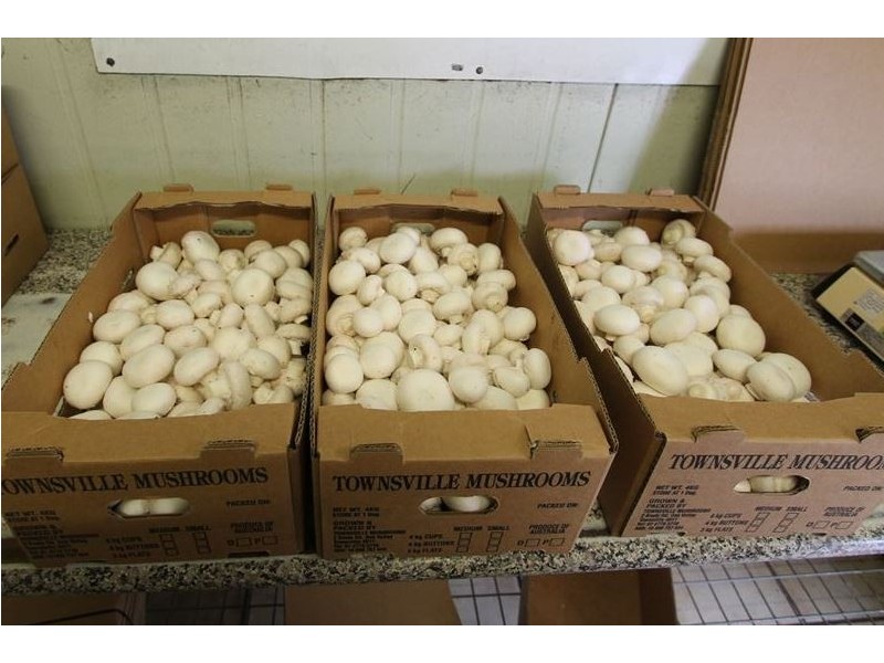 2 Brady Road, Oak Valley QLD 4811