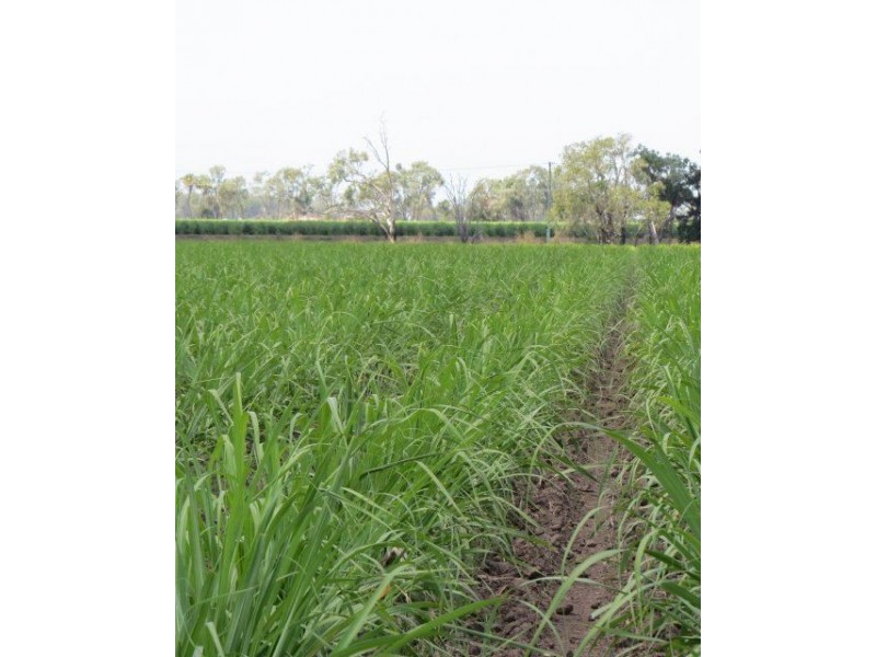 Lot 3 Rose Road, Ayr QLD 4807