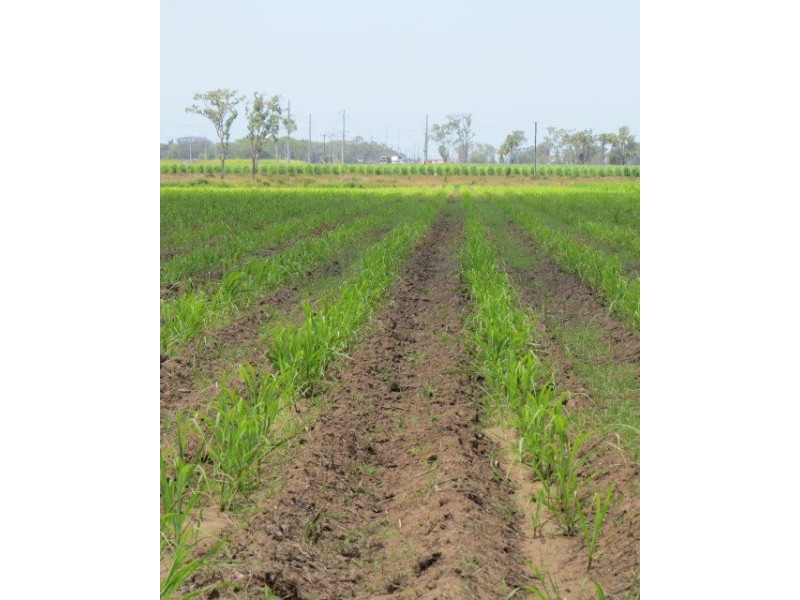 Lot 3 Rose Road, Ayr QLD 4807