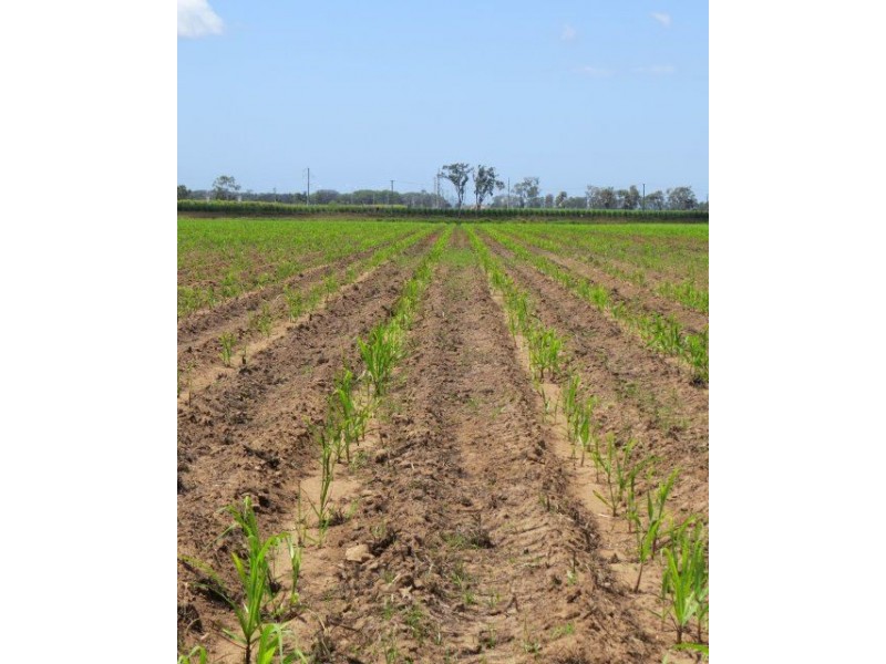 Lot 3 Rose Road, Ayr QLD 4807