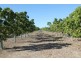 259 Murray Road, Woodstock QLD 4816