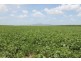 224 Cusson Road, Ayr QLD 4807