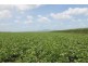224 Cusson Road, Ayr QLD 4807