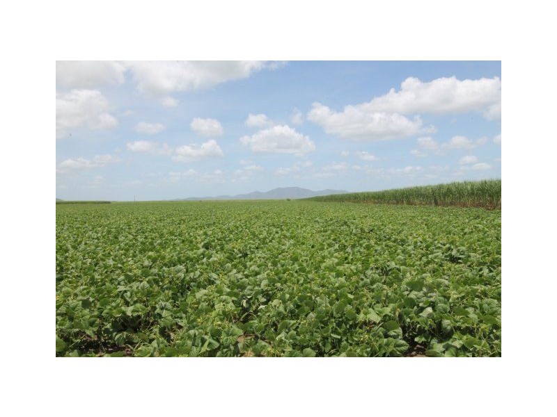 224 Cusson Road, Ayr QLD 4807