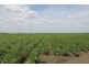 224 Cusson Road, Ayr QLD 4807